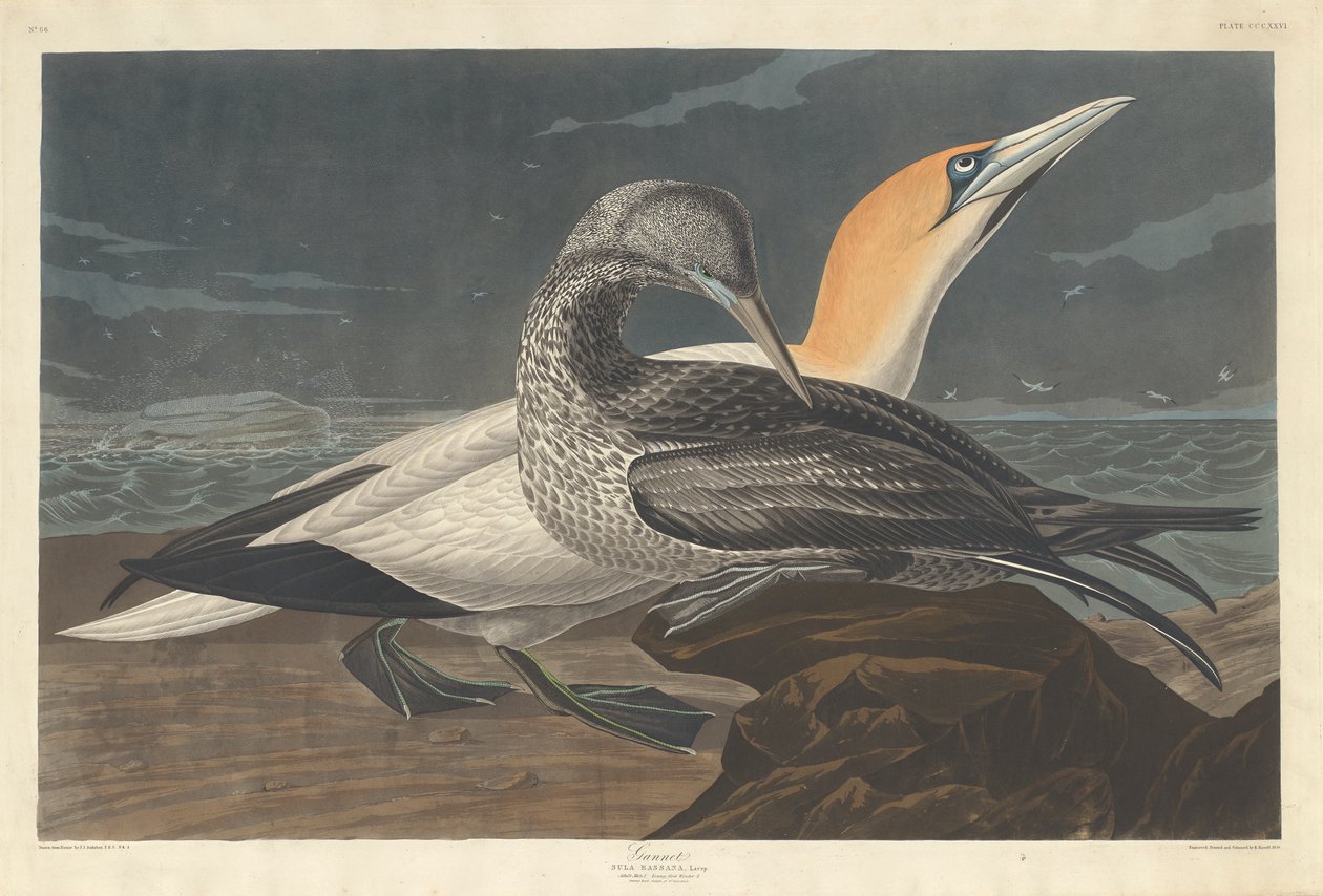 Basstölpel, 1836 von John James Audubon