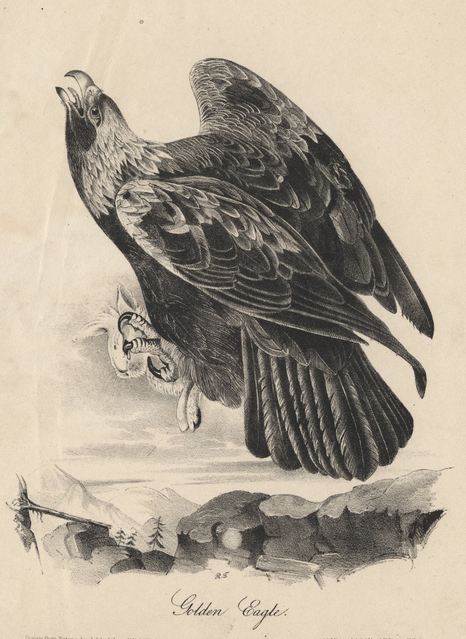 Steinadler, Lithographie von J.T. Bowen, aus 