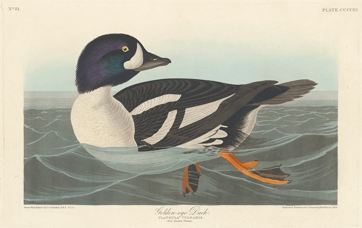 Schellente, 1836 von John James Audubon