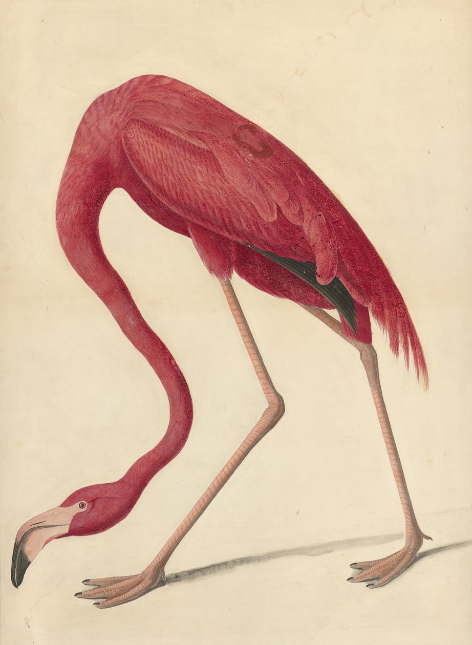 Großer Flamingo, 1838 von John James Audubon