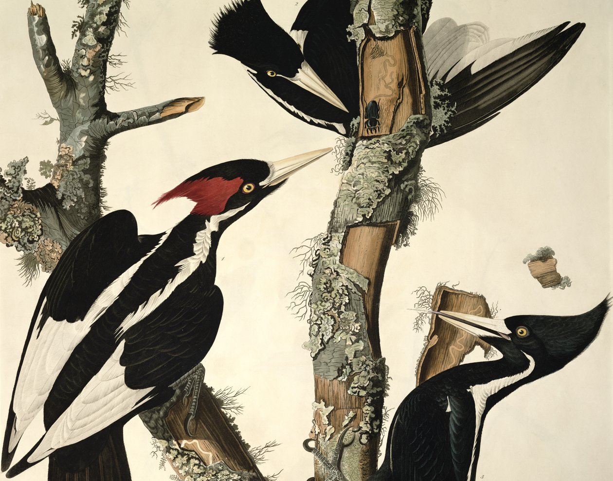 Elfenbeinspecht, aus Birds of America, graviert von Robert Havell (Detail) von John James Audubon