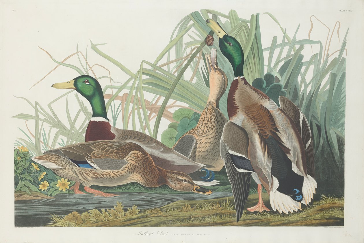Stockente, 1834 von John James Audubon
