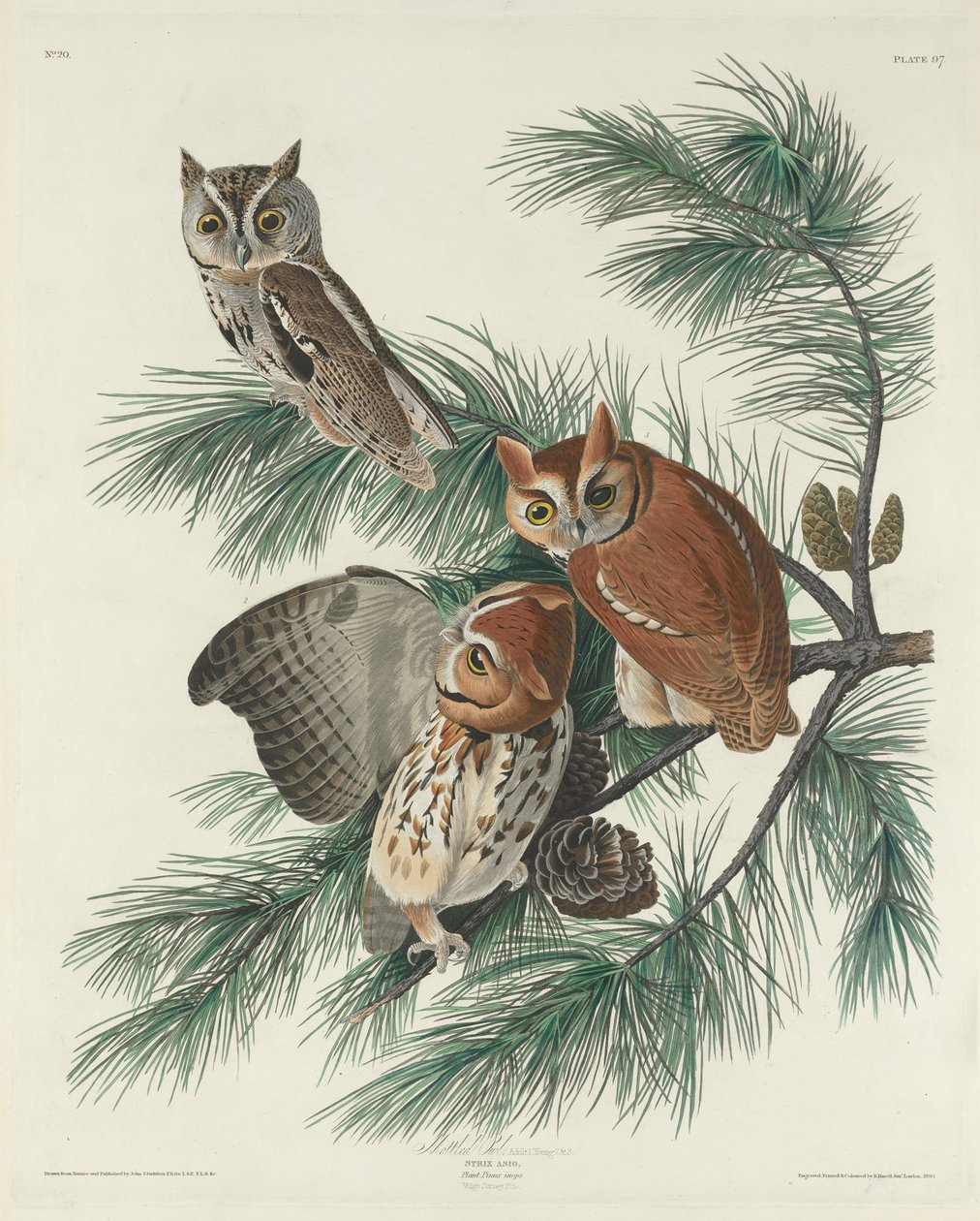Gefleckte Eule, 1830 von John James Audubon