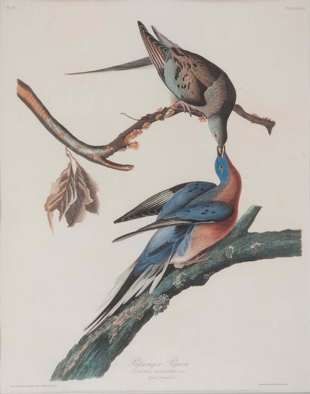 Wandertaube von John James Audubon
