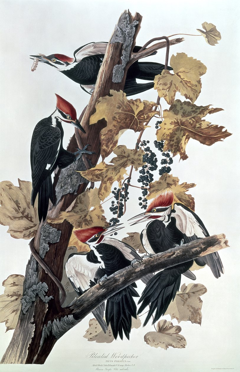 Helmspecht von John James Audubon