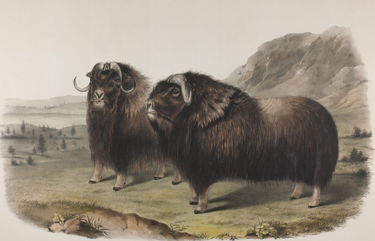 Tafel 111. Ovibus Moschatus, Gmel. Moschusochse, 1848 von John James Audubon