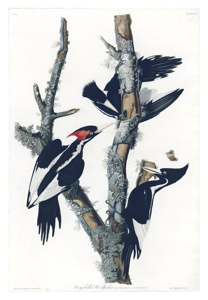 Tafel 66 von Birds of America von John James Audubon, darstellend Elfenbeinspecht von John James Audubon