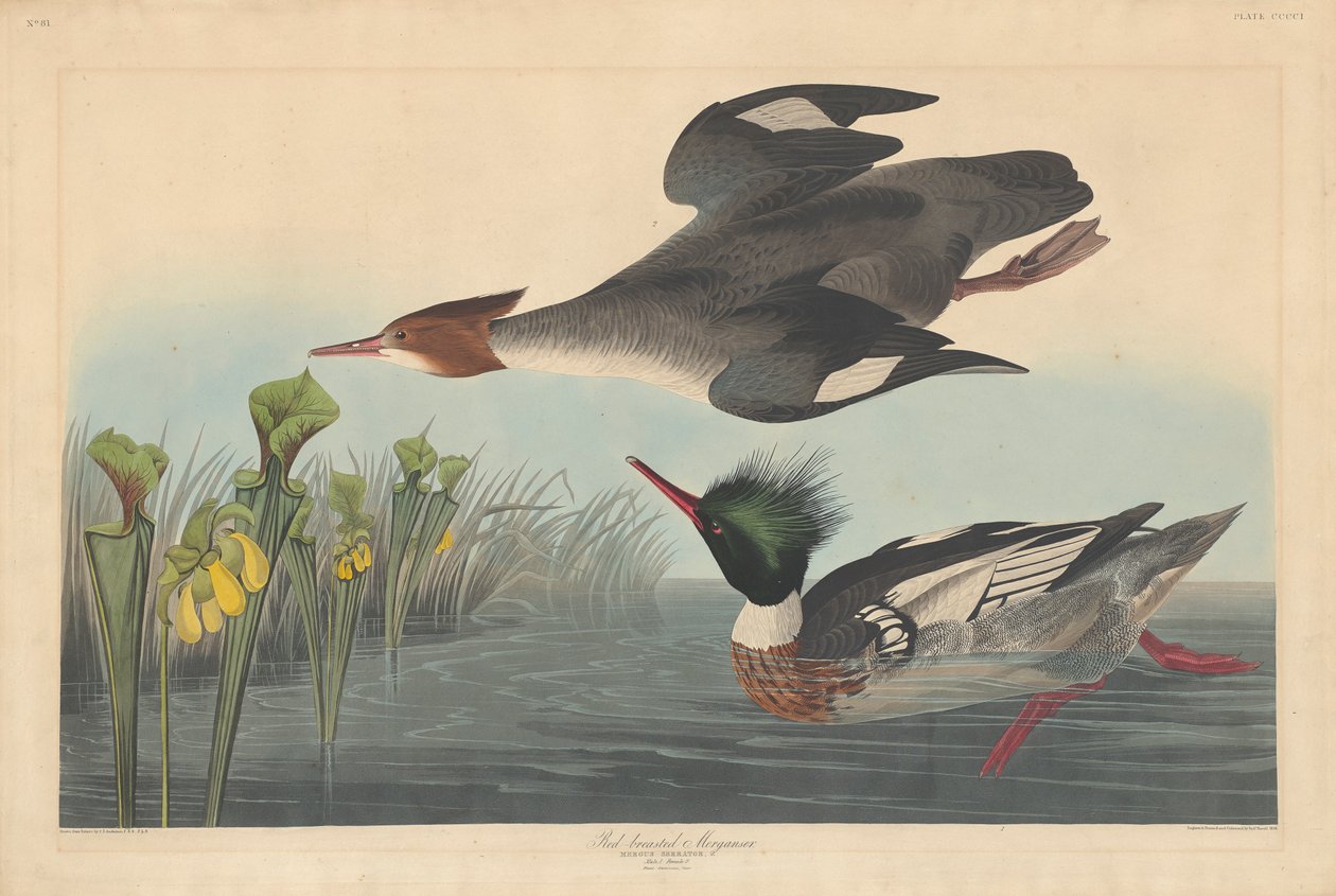Mittelsäger, 1838 von John James Audubon