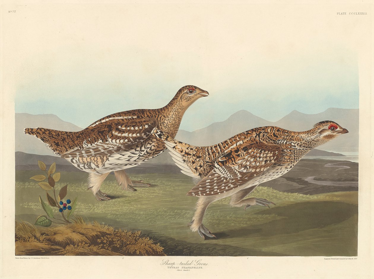 Spießhuhn, 1837 von John James Audubon
