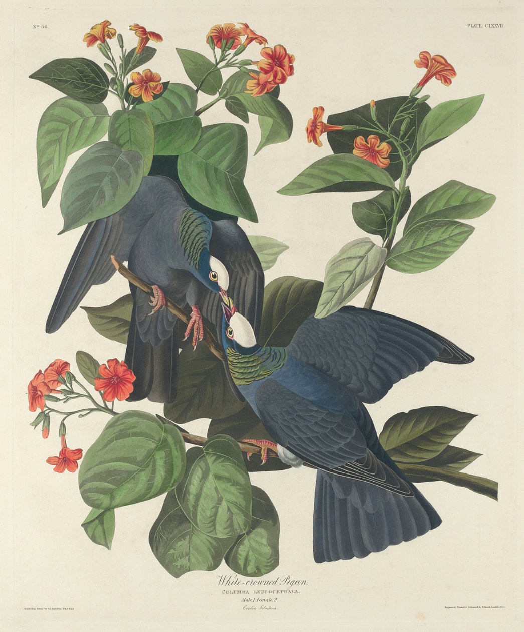 Weißkronentaube, 1833 von John James Audubon