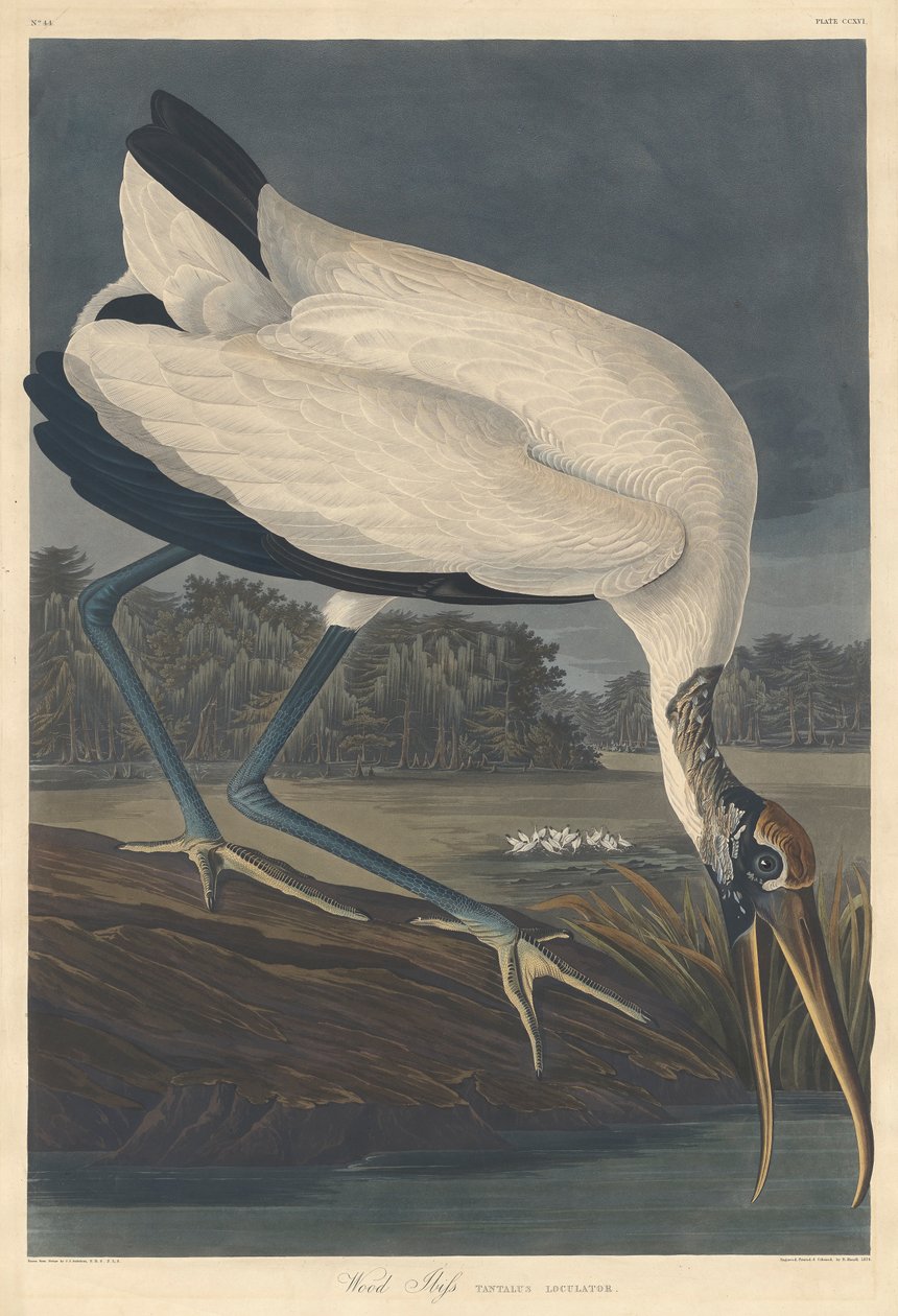 Waldstorch, 1834 von John James Audubon