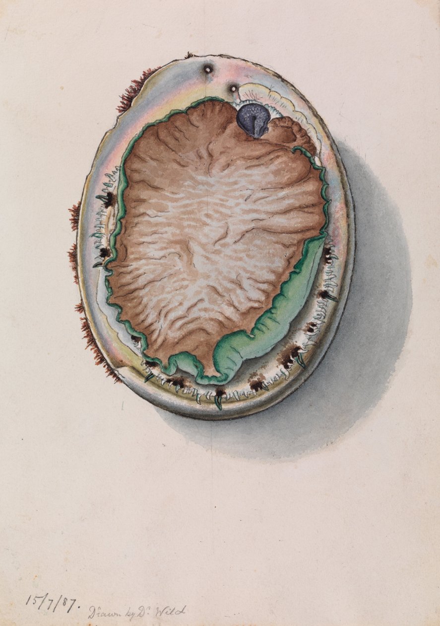 Grünlippige Abalone, Haliotis laevigata von John James Wild