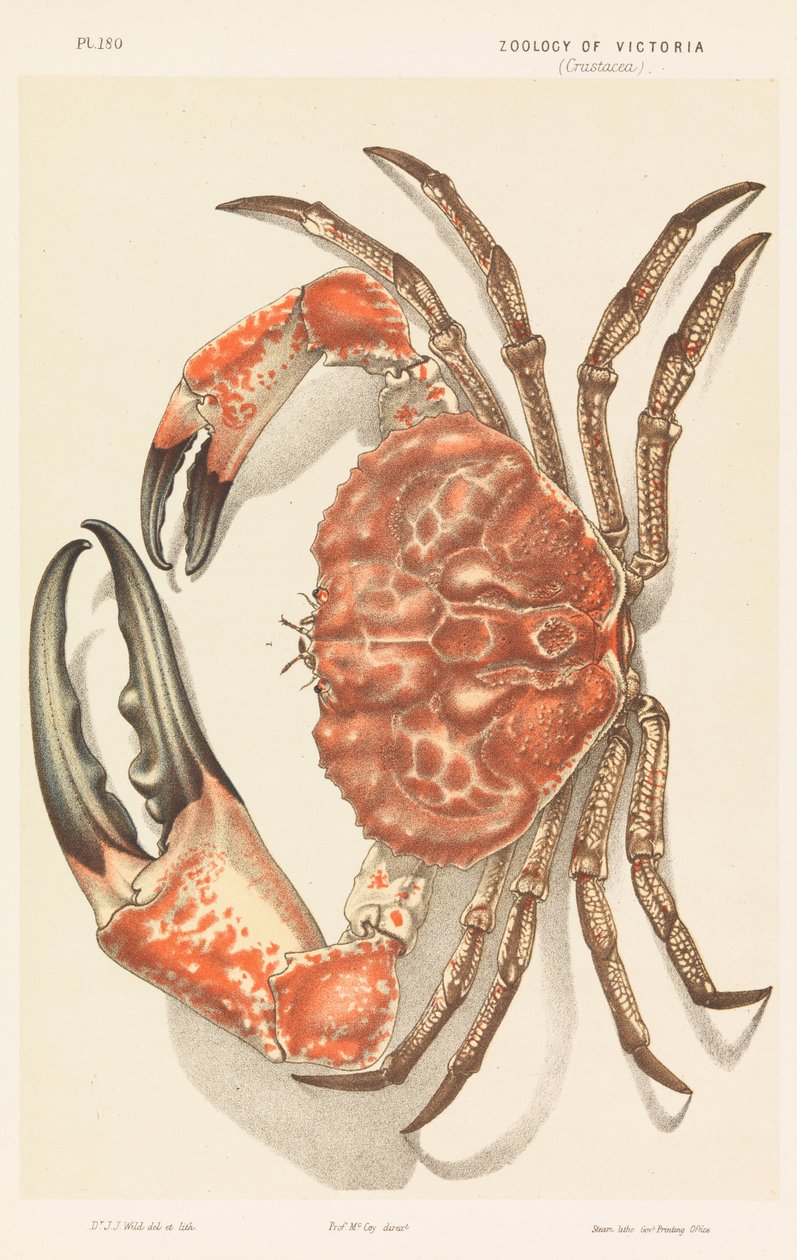 Tasmanischer Riesenkrabbe, Pseudocarcinus gigas von John James Wild