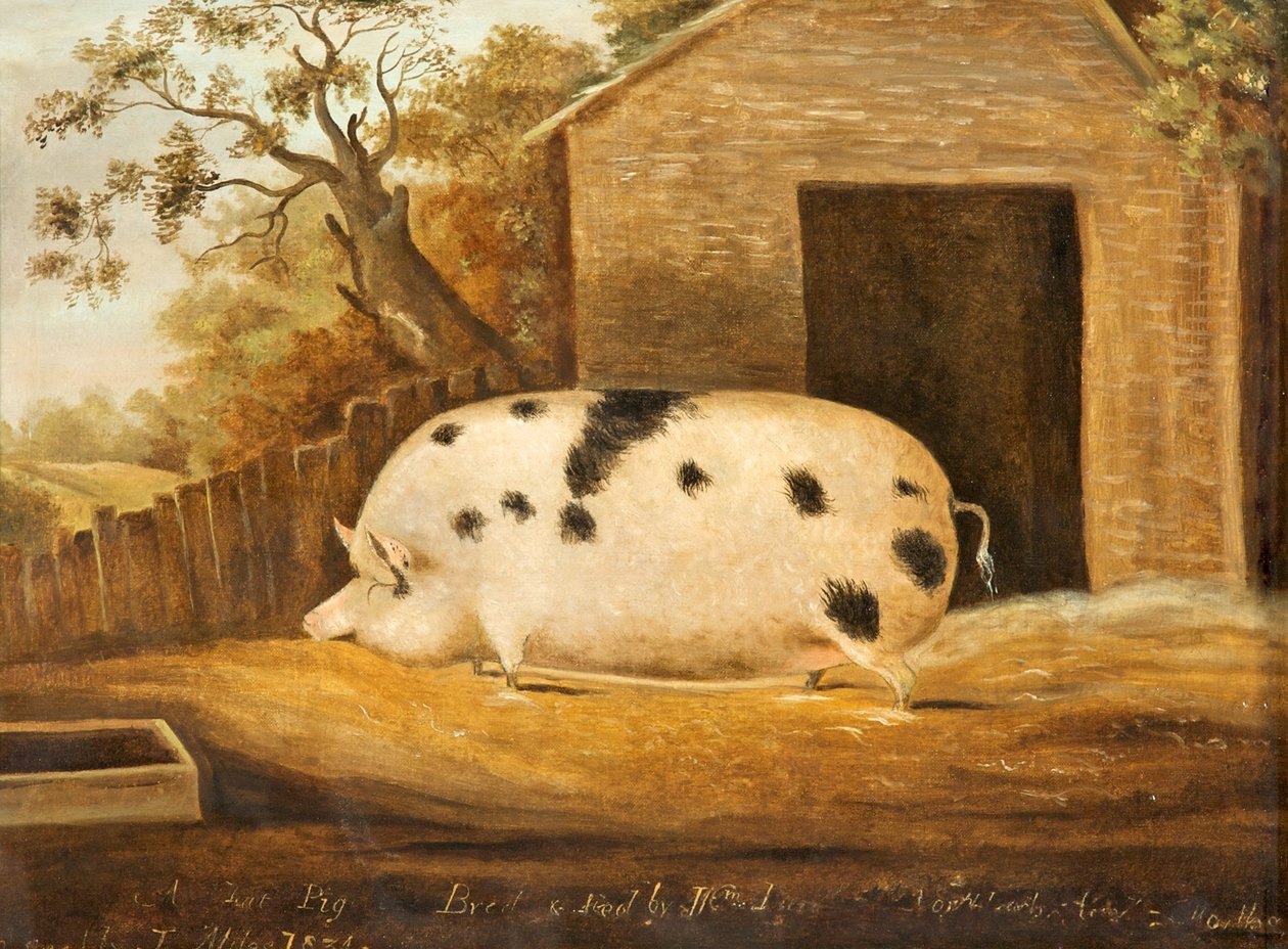 Gloucester Old Spot Schwein, 1834 von John Miles of Northleach