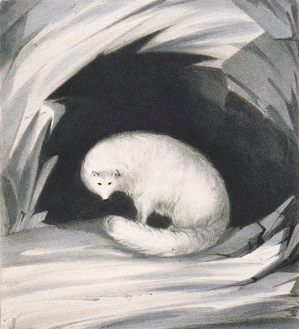Arktischer Fuchs, aus 