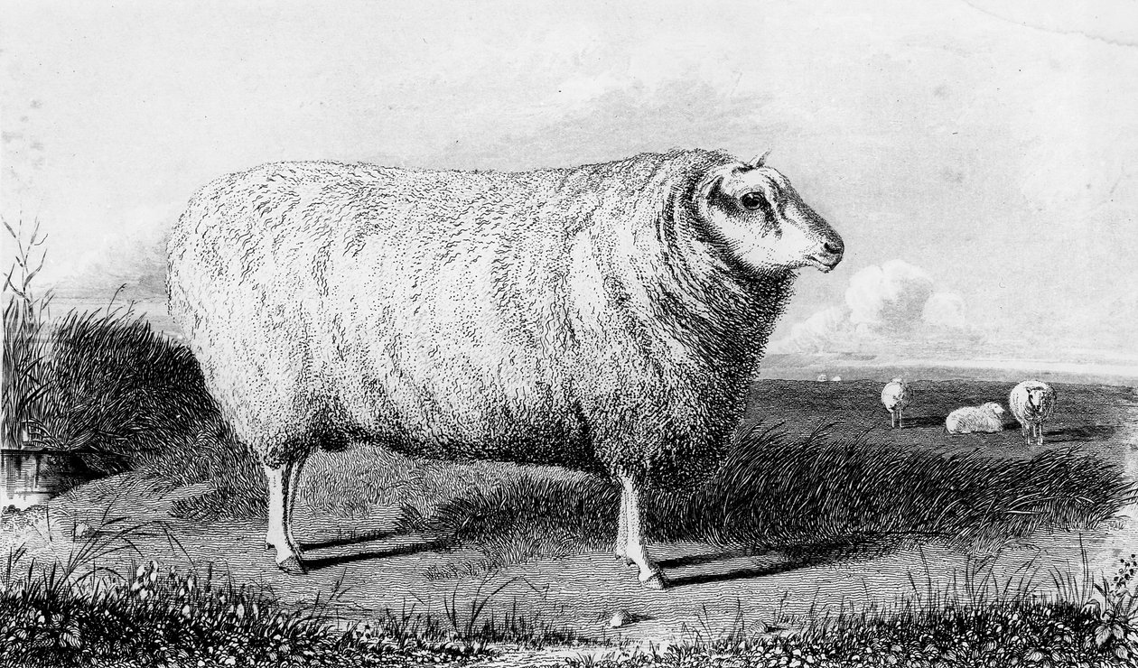 Ein Leicester-Widder, graviert von Thomas Landseer von John Sheriff