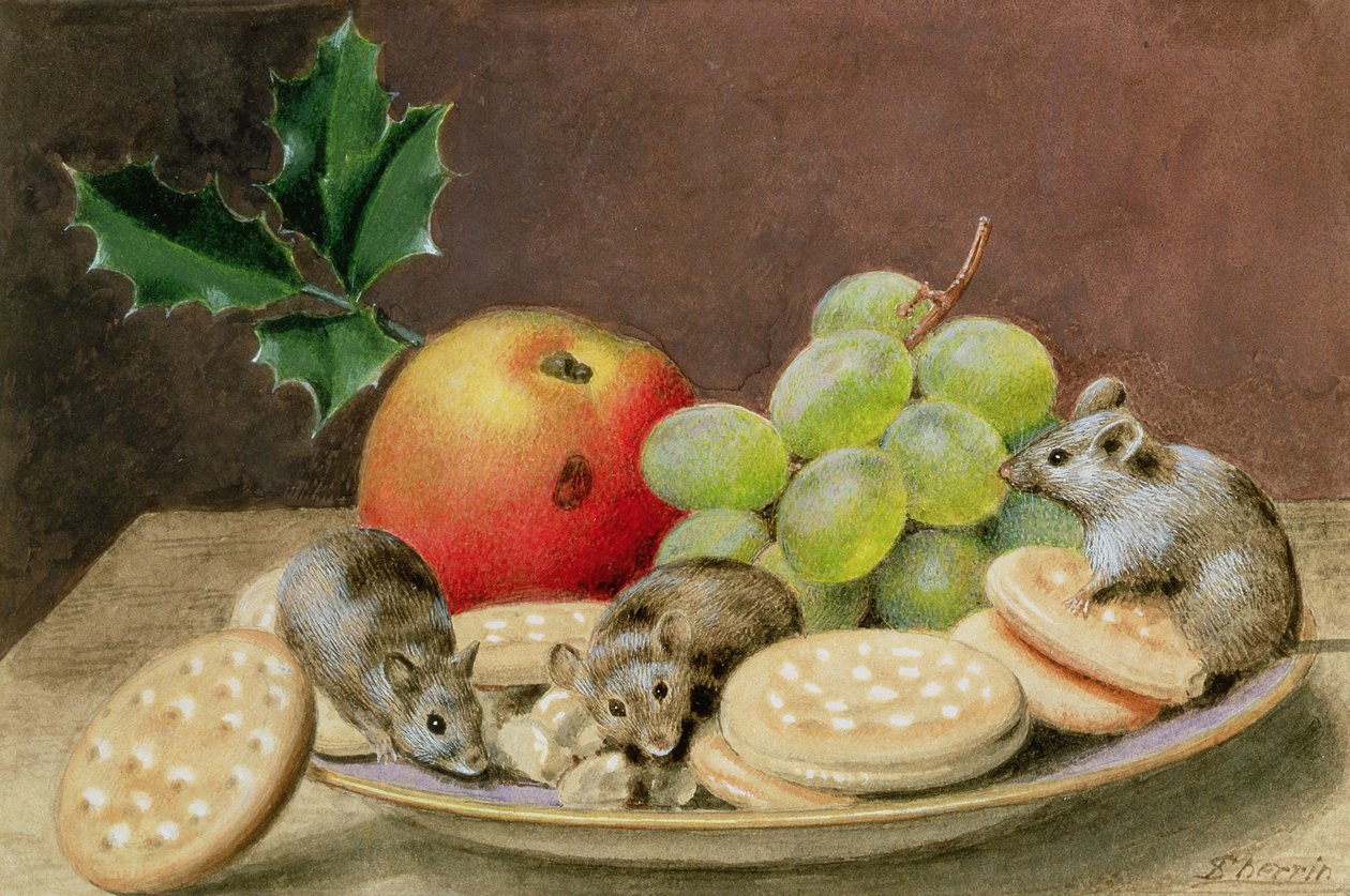 Ein Weihnachtsfest für Mäuse von John Sherrin