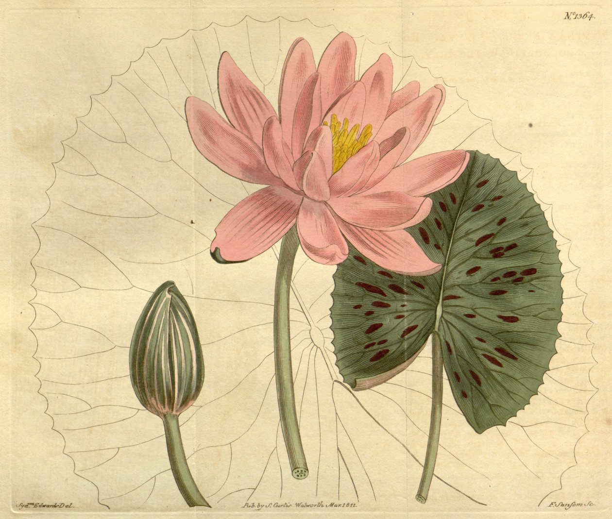 Nymphaea pubescens von John Sims