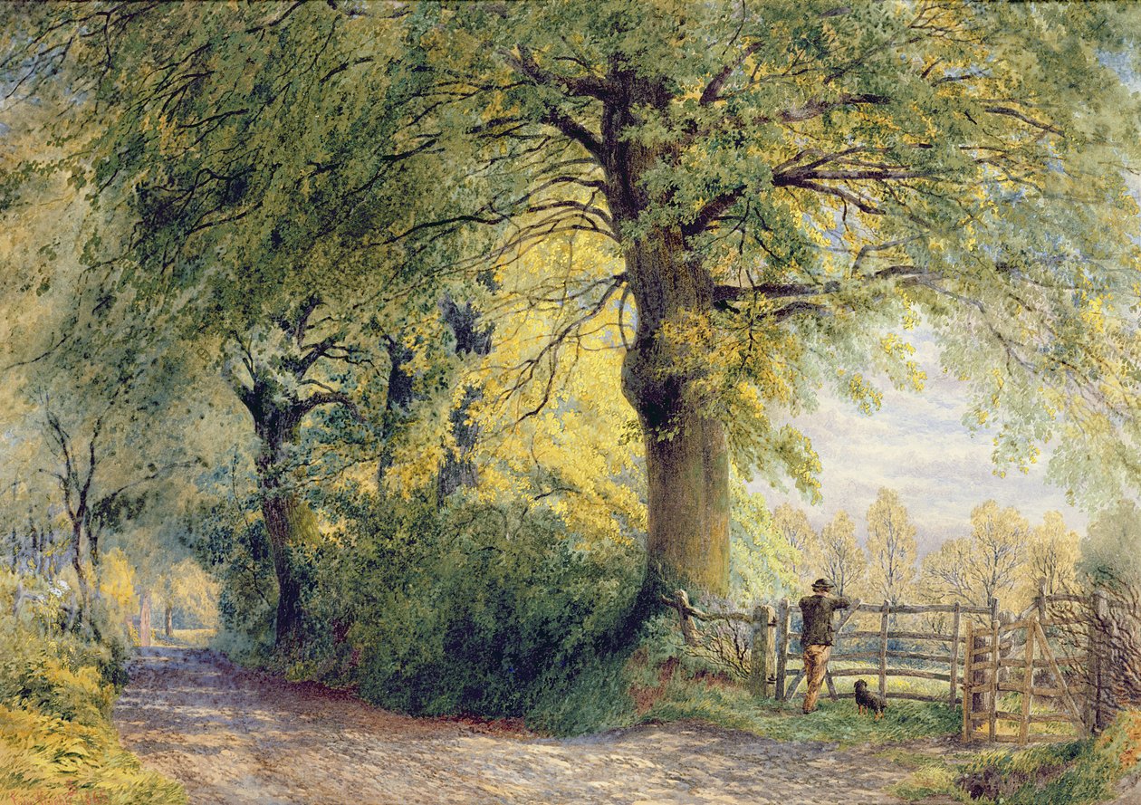 Unter den Buchen von John Steeple