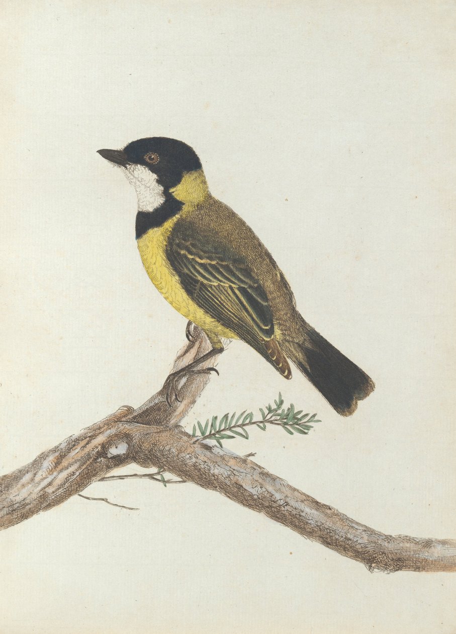 Schwarzkrontdrossel. Lewin, John. Vögel von New South Wales mit ihrer Naturgeschichte. Sydney: G. Howe... von John William Lewin