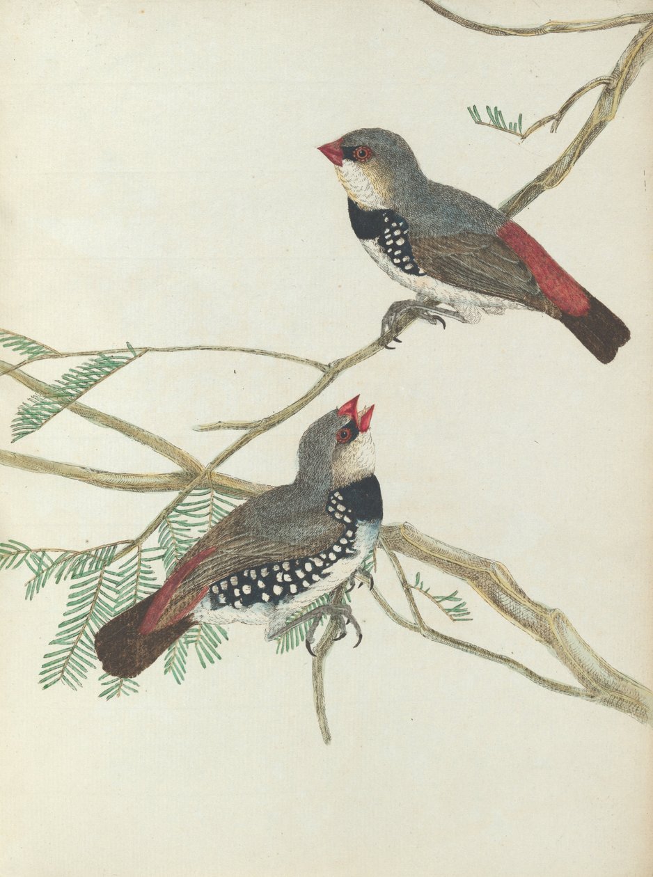 Gefleckter Grosbeak aus 