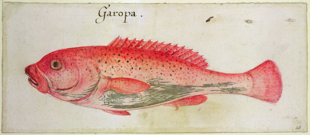 Garopa von John White