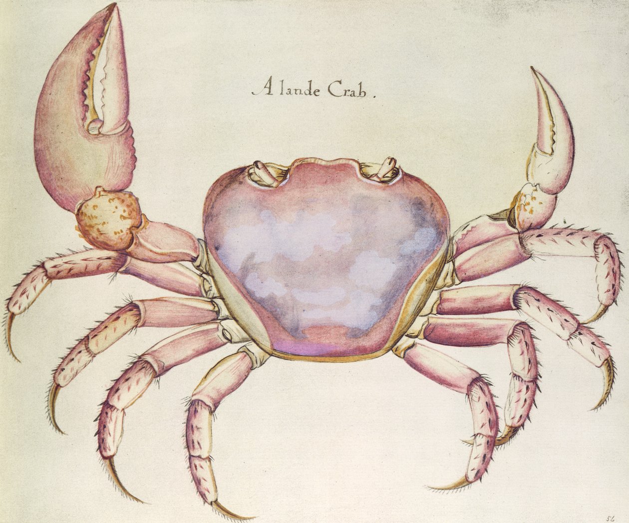 Landkrabbe von John White