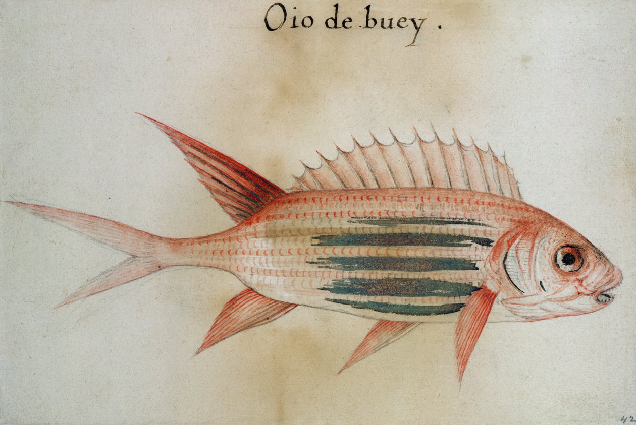 Soldatenfisch von John White