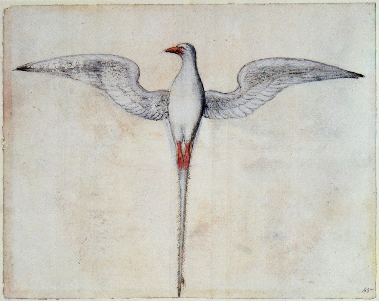 Tropikvogel von John White