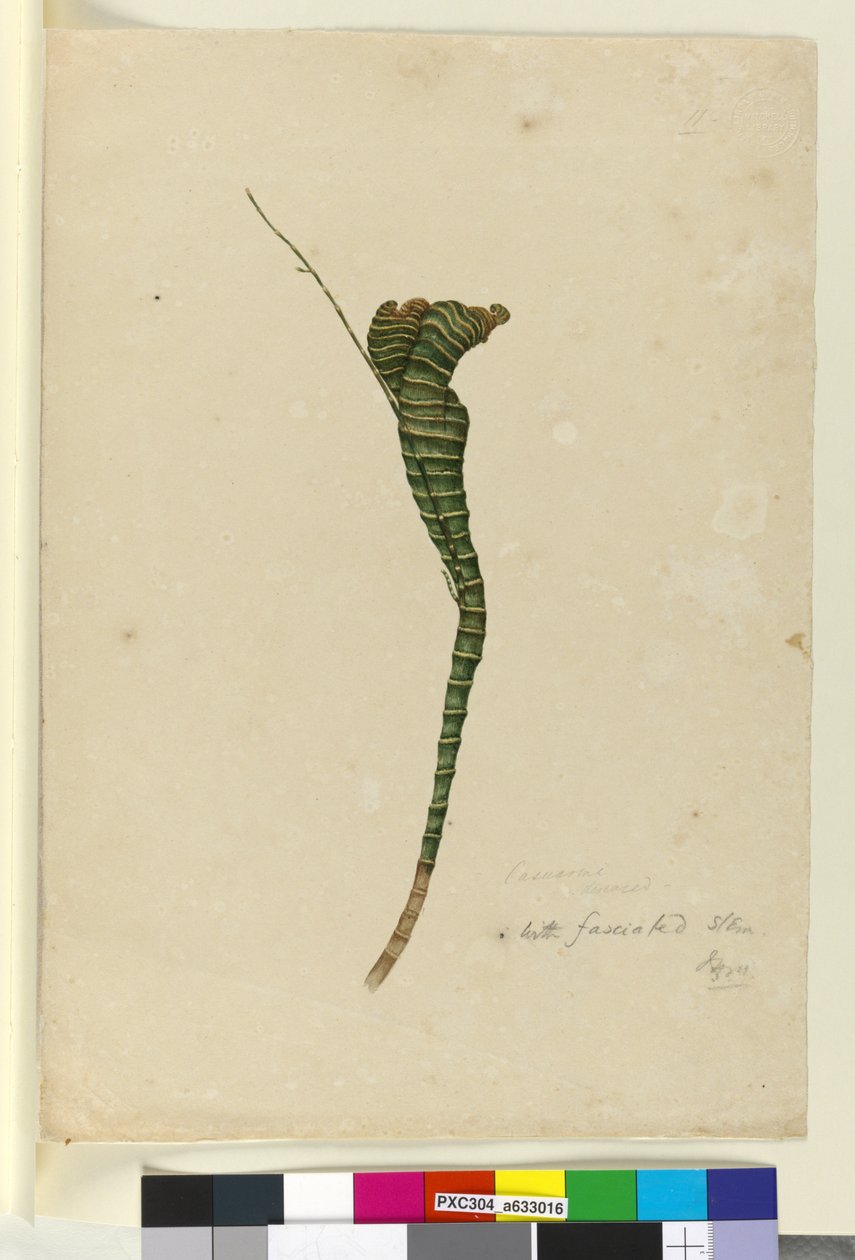 Seite 11. Casuarina, ca. 1803-06 von John William Lewin