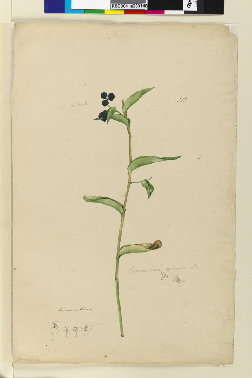Seite 151. Commelina cyanae von John William Lewin