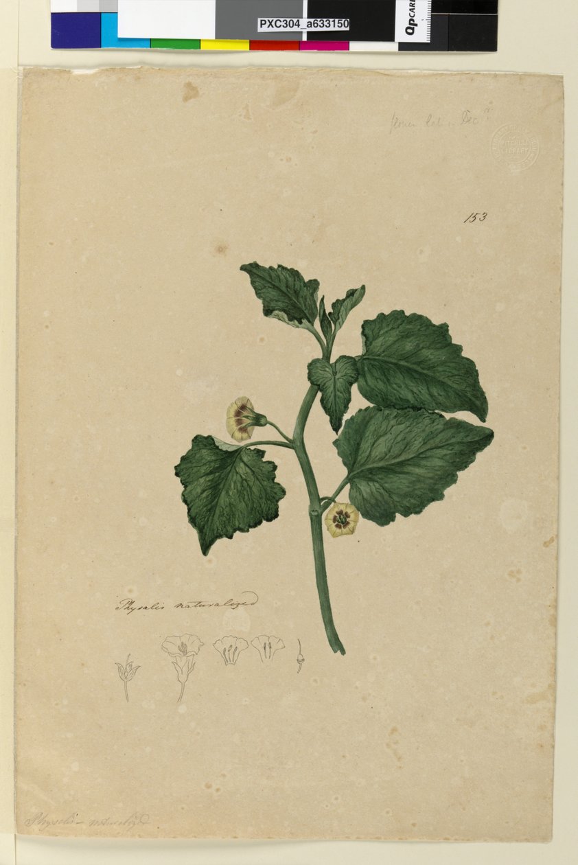 Seite 153. Physalis naturalisiert von John William Lewin