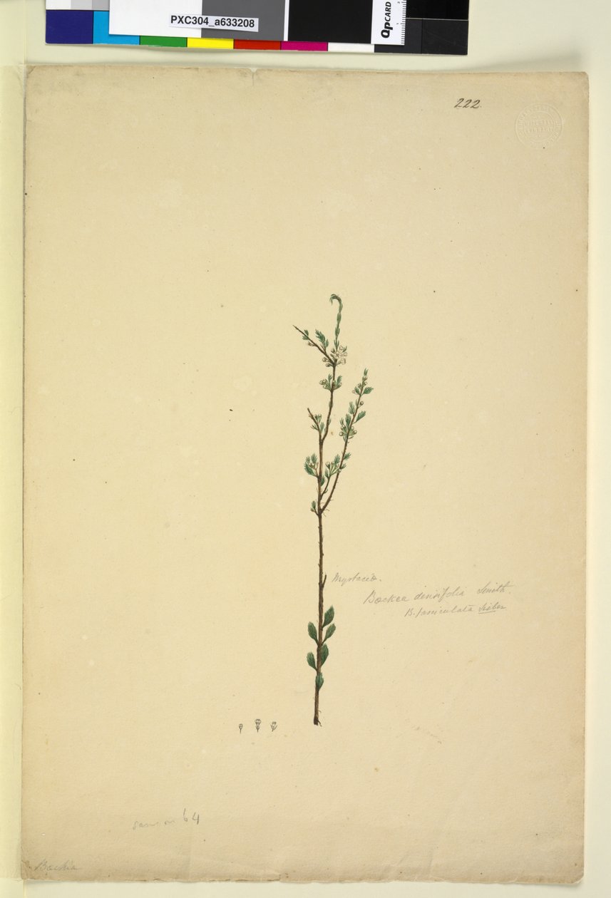 Seite 222. Baeckea densifolia von John William Lewin