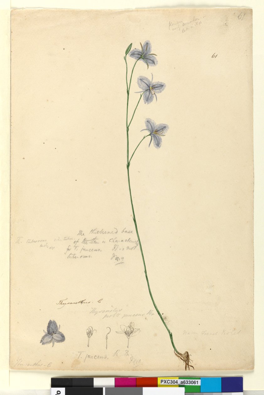 Seite 61. Thysanotus von John William Lewin