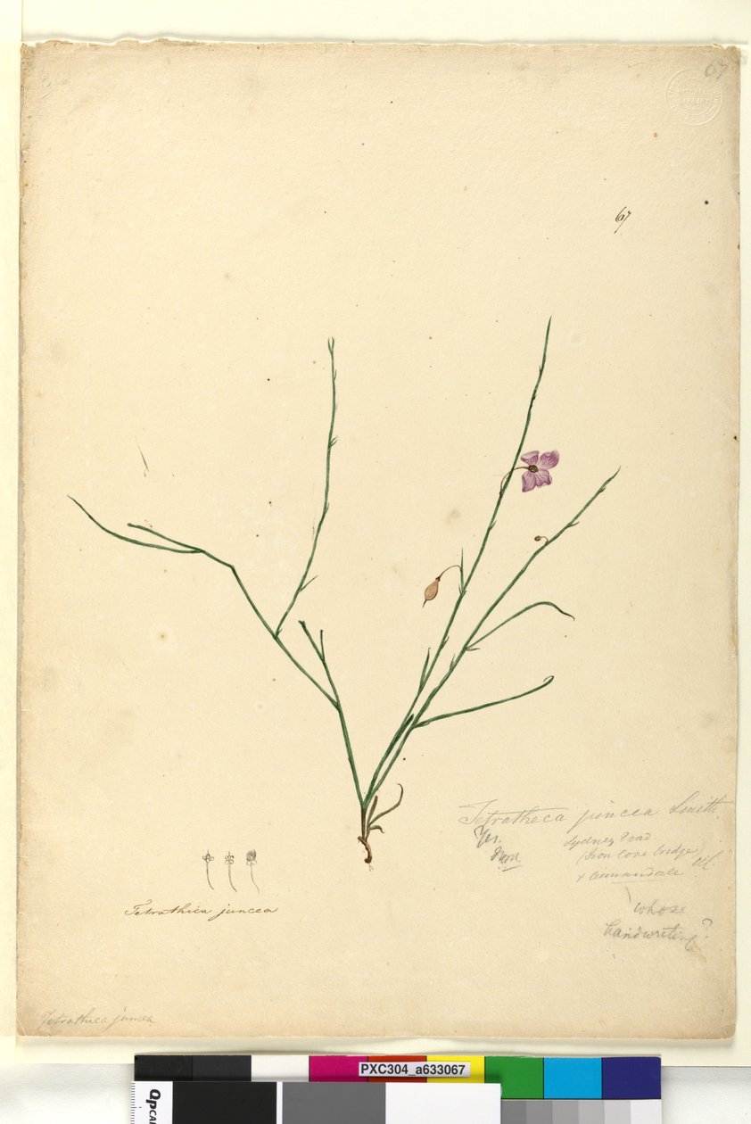 Seite 67. Tetratheca juncea von John William Lewin