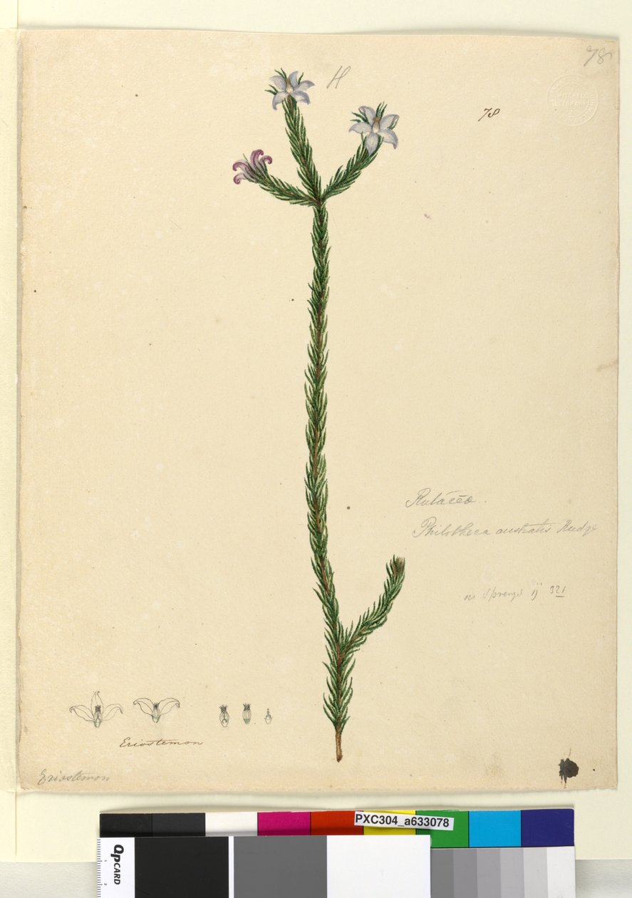Seite 78. Philotheca australis von John William Lewin