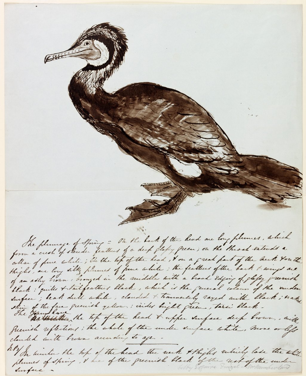 Kormoran von John Wilson Carmichael
