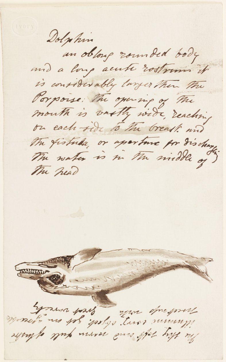 Delfin von John Wilson Carmichael