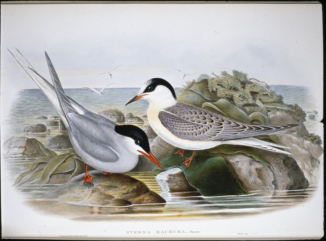 Küstenseeschwalbe (Sterna Macrura) von John (after) Gould