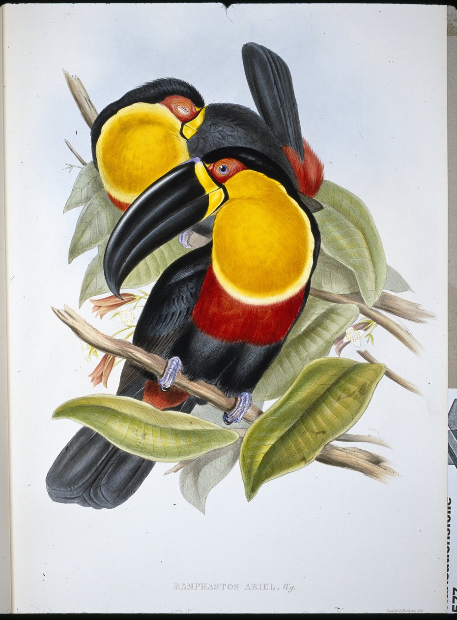 Ariel-Tukan von John (after) Gould