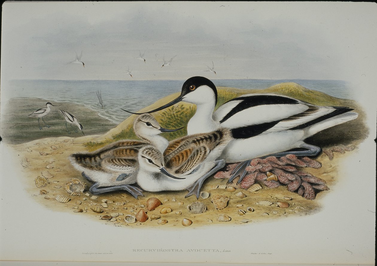 Säbelschnäbler (Recurvirostra Avosetta) von John (after) Gould