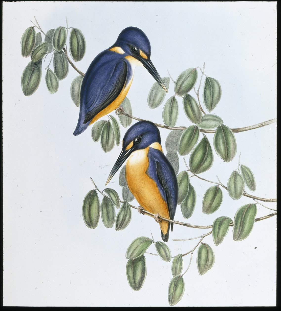 Azurblauer Eisvogel (Alcyone Azurea) von John (after) Gould