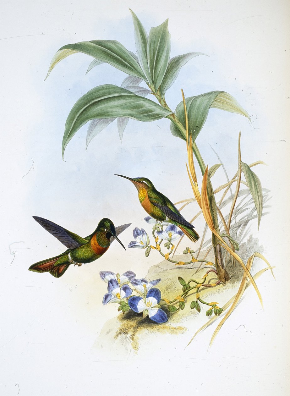 Gebänderter Rubin von John (after) Gould
