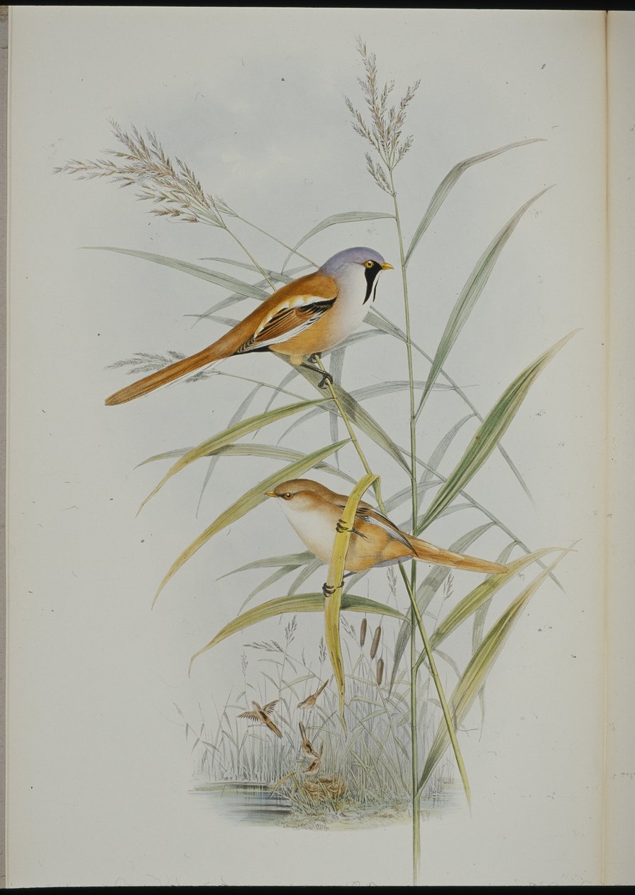 Bartmeise (Calamophilus Biarmicus) von John (after) Gould