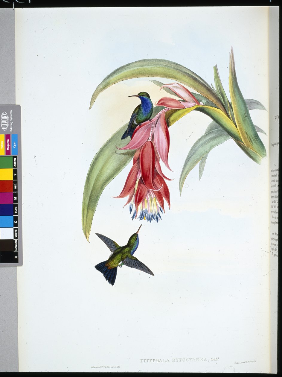 Blaubrust-Saphir (Eucephala Hypocyanea) von John (after) Gould