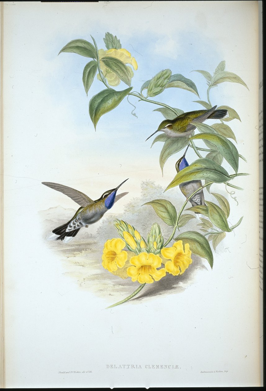 Blaukehl-Cazique (Delattria Clemenciae) von John (after) Gould