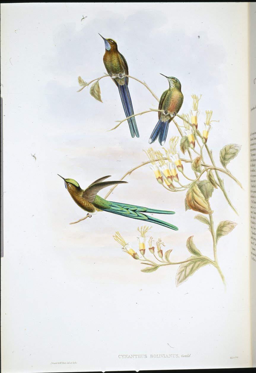 Bolivianischer Sylphe von John (after) Gould