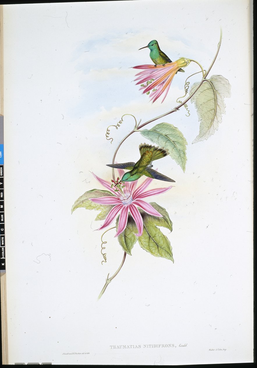 Brillantfront-Smaragd (Thaumatias Nitidifrons) von John (after) Gould