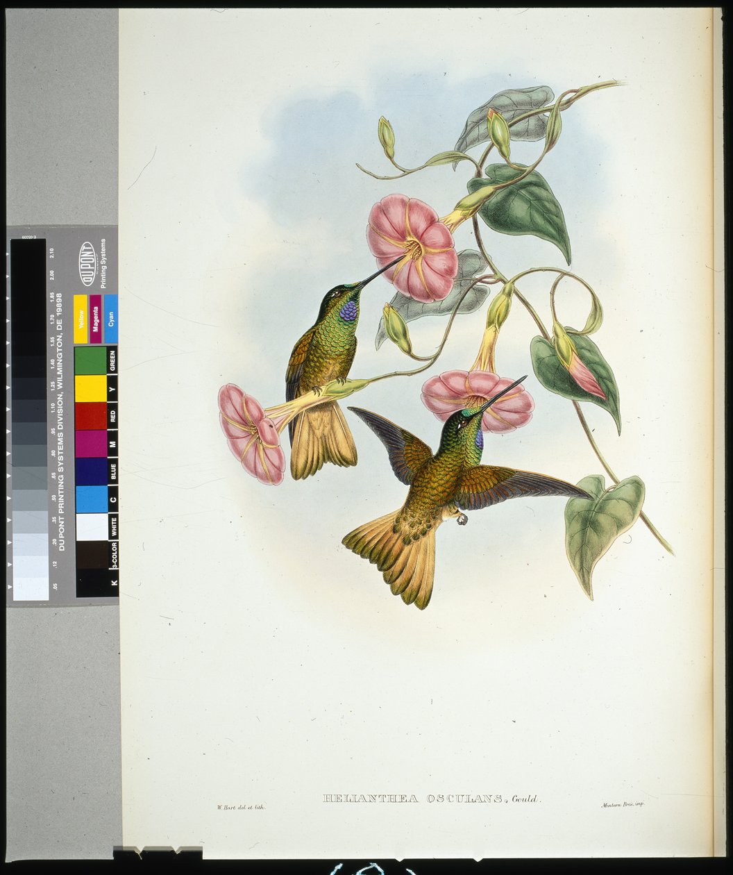 Buffschwanz-Sternfrontlet (Helianthea osculans) von John (after) Gould