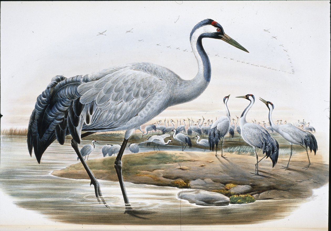 Kranich (Grus Cinerea) von John (after) Gould